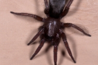 Un mle (Araneae - Gnaphosidae - Scotophaeus sp.)